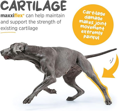 maxxipaws - maxxiflex+ Hip & Joint Supplement for Dogs with Glucosamine, Chondroitin, MSM & Collagen | Mobility, Flexibility & Discomfort Support | Senior, Adult & All Breeds | 60 Tablets