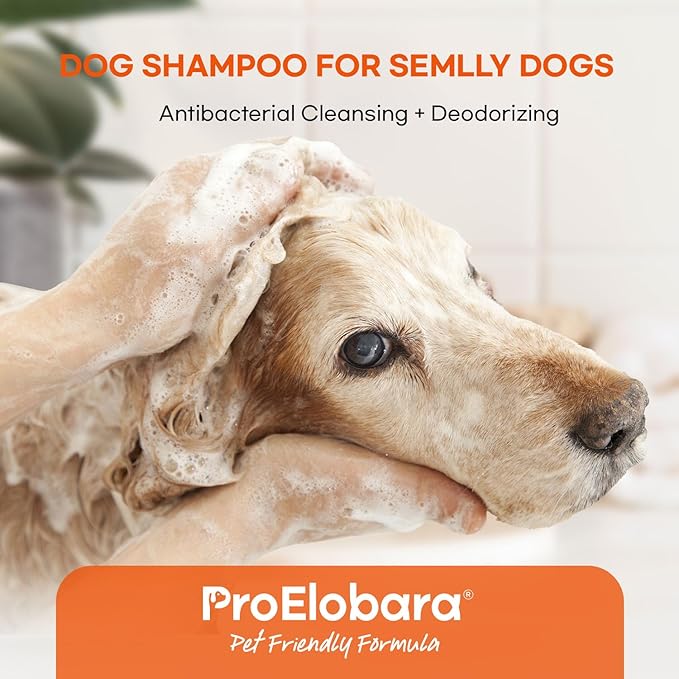 Medicated Dog Shampoo for Itchy Relief: Yeast Skin Infections and Bacterial Treatment for Dogs - Helps Hot Spots, Deodorizing, Allergy Relief - Healthy Skin & Coat - Antifungal Dog Shampoo 16 oz