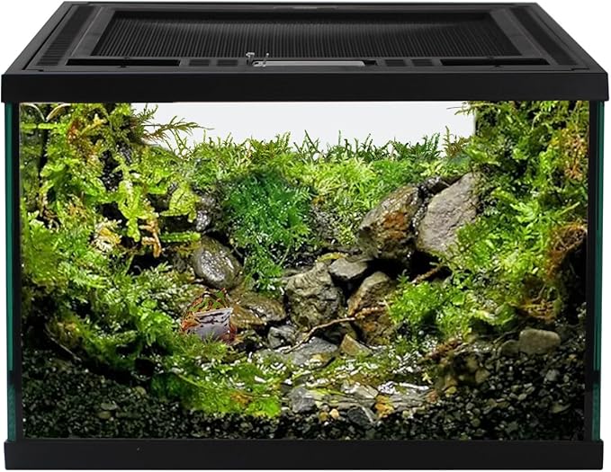 waazoorep Reptile Glass Terrarium Tank 12 * 12 * 8" Full View with Top Ventilation, Amphibians Box Habitat Enclosure Cage for Frog,Spiders,Dubia Cockroach,Praying Mantis,Cricket,Tarantula,Hermit Crab