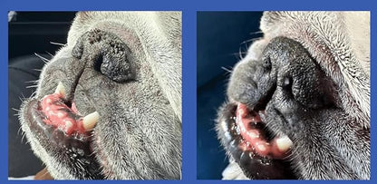 Squishface Nose Balm - Soothe & Protect Dry, Cracked Dog Snouts - Plant-Based, Lick-Safe Formulation to Aid in Relief of Hyperkeratosis - Great for All Breeds! (1.75 oz), Manufactured in USA