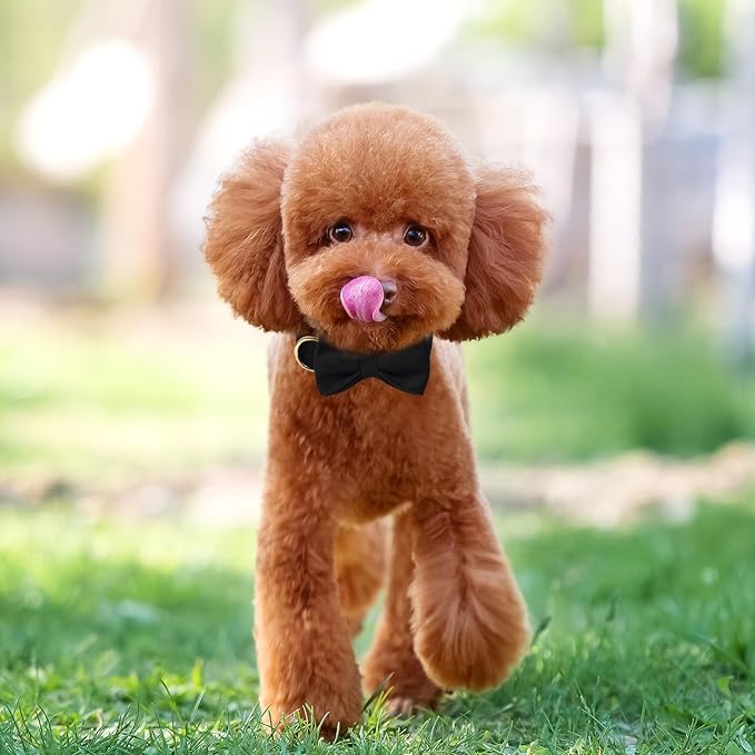 Personalized Velvet Dog Collars with Pet Name Phone Number Engraved, Custom Adjustable Soft Collar with Metal Buckle for Small Medium Large Dogs, Dog Leash and Bow Tie Available -Black