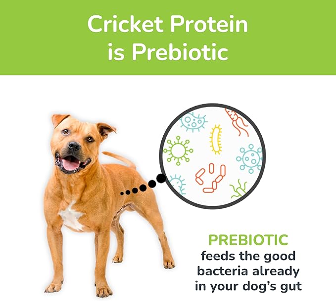 Jiminy's Chewy Cricket Dog Training Treats, Chewy, Low Calorie, Hypoallergenic, Made in USA, 6oz, Sweet Potato & Pea (Pack of 3)