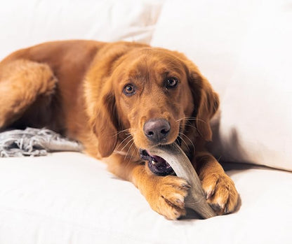 Good Trouble Premium Deer Antlers for Medium Dogs – 2 Whole Antlers Pets - North American Sourced for Dental Health & Anxiety Relief - Odor-Free & Non-Toxic Chew Bone for Dogs