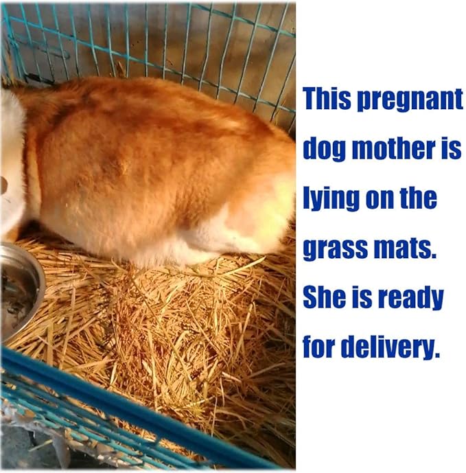 Grass Mat Woven Bed Mat for Small Animal Bunny Bedding Nest Chew Toy Bed Play Toy for Guinea Pig Parrot Rabbit Hamster Rat(Pack of 3)