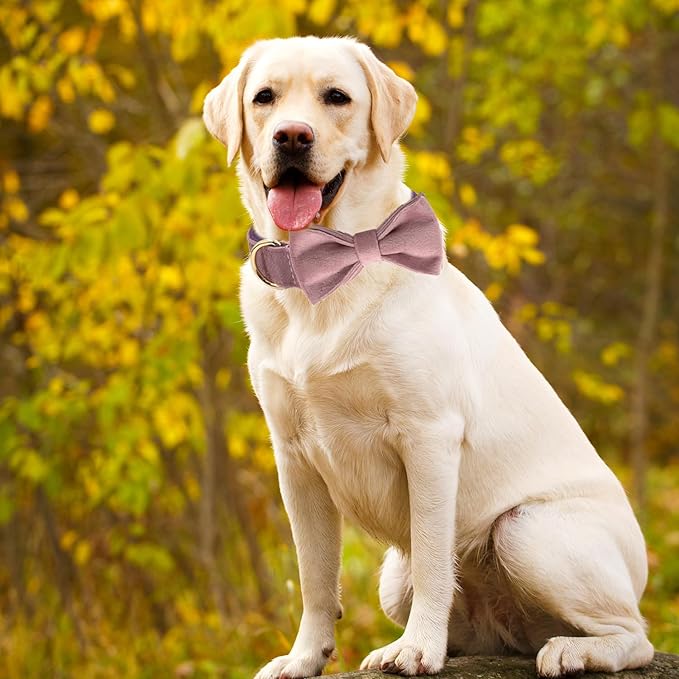 Personalized Velvet Dog Collars with Pet Name Phone Number Engraved, Custom Adjustable Soft Collar with Metal Buckle for Small Medium Large Dogs, Dog Leash and Bow Tie Available -Pink Purple