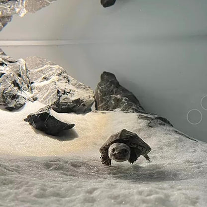 Aquarium Sand, 20lbs White Fish Tank Sand, Aquarium Gravel Substrate for Aquascaping, Vivariums, Terrariums, Plants and Crafts