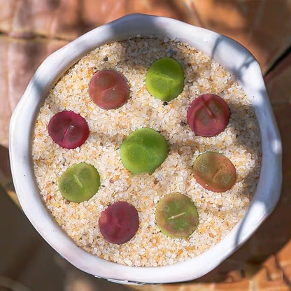 Aquarium Sand, 2lbs Beige Fish Tank Sand, Aquarium Gravel Substrate for Aquascaping, Vivariums, Terrariums, Plants and Crafts