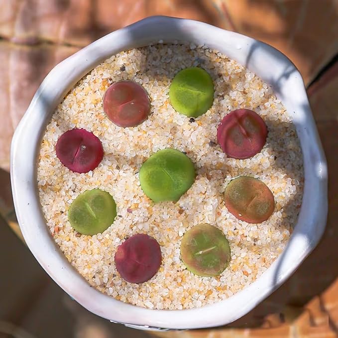 Aquarium Sand, 20lbs Beige Fish Tank Sand, Aquarium Gravel Substrate for Aquascaping, Vivariums, Terrariums, Plants and Crafts