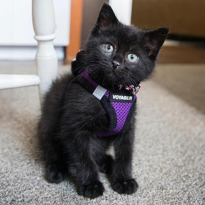 Voyager Step-in Air All Weather Mesh Harness and Reflective Dog 5 ft Leash Combo with Neoprene Handle, for Small, Medium and Large Breed Puppies by Best Pet Supplies - Purple/Black Trim, Medium