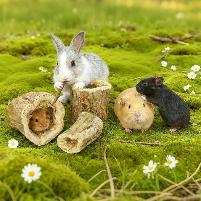 3.5oz Rabbit Chew Toys for Teeth，Bunny Papaya Wood Chew Toys Guinea Pig Treats with Apple Stick for Rabbits Guinea Pigs Hamsters Chinchillas Gerbils Prevent Teeth Overgrowth (3.5 oz, original)