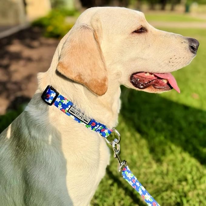 Lucky Love Dog - Easy Click Buckle Dog Collar with Leash Set Combo, Durable & Comfortable for Male & Female Dogs, Pet Collar for Small to Large Dogs, Secure Fit - Lilian Combo, XS