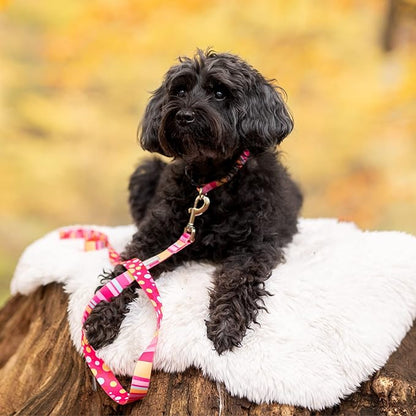 Lucky Love Dog - Easy Click Buckle Dog Collar with Leash Set Combo, Durable & Comfortable for Male & Female Dogs, Pet Collar for Small to Large Dogs, Secure Fit - Molly Combo, Medium