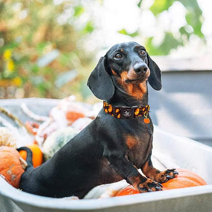 Elegant little tail Halloween Dog Collar, Pumpkin with Maple Leaf Print Fall Pet Collars Cotton Soft Sturdy Puppy Collars Holiday Female Adjustable Collar for X-Small Puppy