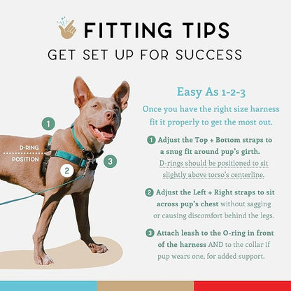 Wildebeest No Pull Dog Harness | Comfortable Training Harnesses | Effective No Pull Harness Design | Ideal for Small Dog and Puppy | 4-Point Adjustable (S -18~24 inch Girth, Turquoise)