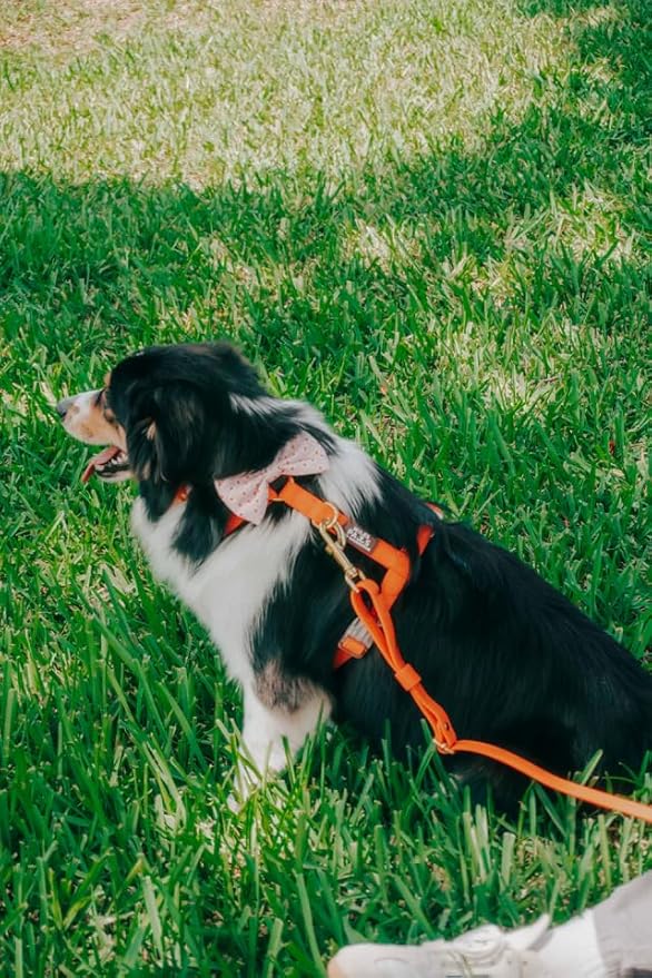 Waterproof No-Pull Dog Harness – Adjustable, Durable & Odor-Free Coated Webbing Harness for Small, Medium & Large Dogs – Easy Clean Adventure Gear by Mila’s Paws (Savage Sunset Orange, M)