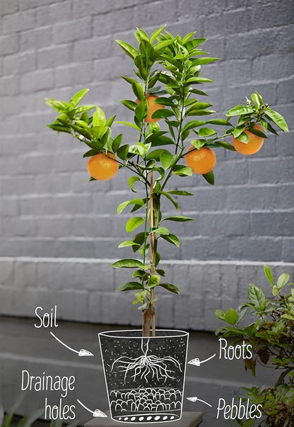 GARDENERA Citrus Tree Potting Soil Mix, Special Blend for Indoor Oranges, Lemons, Limes and More - (4 Quart Bag)