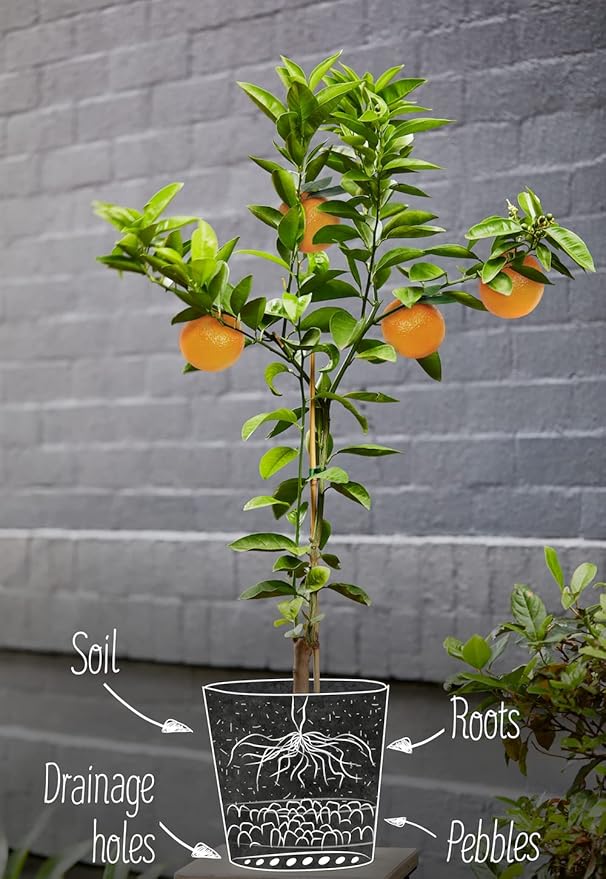 GARDENERA Citrus Tree Potting Soil Mix - 20 Quart - Special Blend for Indoor Oranges, Lemons, Limes and More - (4 Bags of 5 Quart)