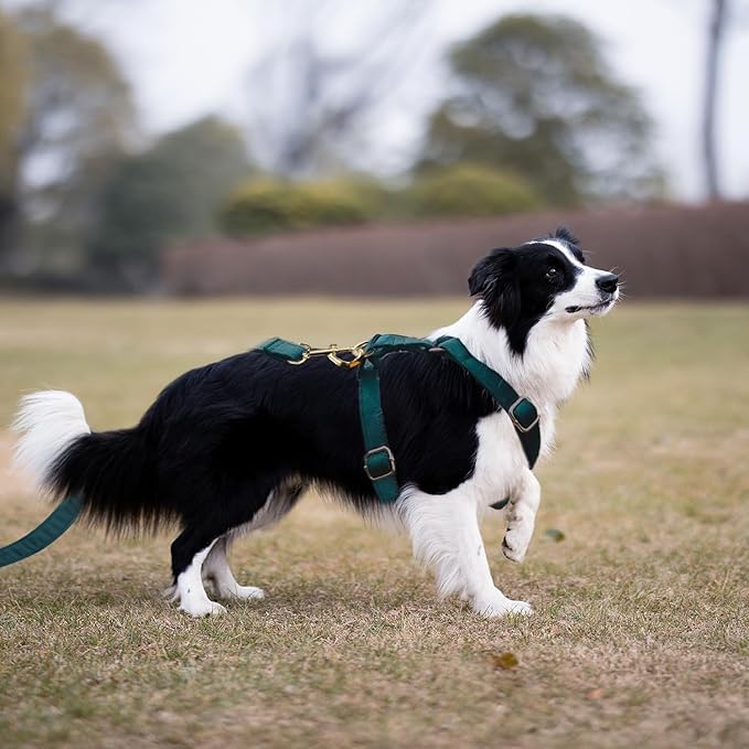 Personalized Velvet Dog Collars with Pet Name Phone Number Engraved, Custom Adjustable Soft Collar with Metal Buckle for Small Medium Large Dogs, Dog Leash and Bow Tie Available -Gem Green