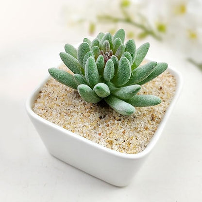 5 lbs Aquarium Silica Sand. 0.4-0.8 mm Mini Gravel Substrate for Fish Tank, Plants Potted, Fire Pits, Candle, Vase Filler and Crafts