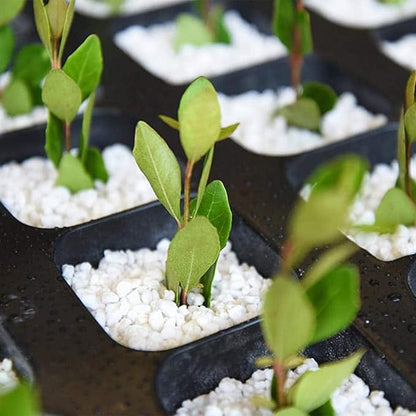 Organic Perlite for Plants, Soil Amendment for Enhanced Drainage and Growth, Ideal for Potting Mixes(2 Quart)