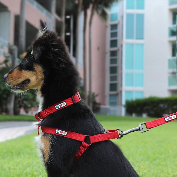 Pawtitas Adjustable Dog Collar - Heavy Duty, Waterproof, Quick-Release Buckle - Orchid, Small Breed