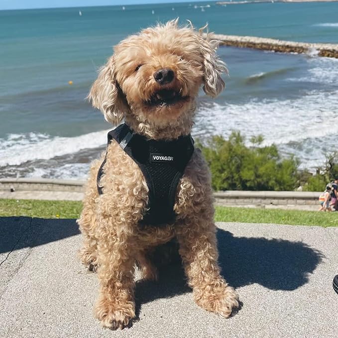 Voyager Step-in Air All Weather Mesh Harness and Reflective Dog 5 ft Leash Combo with Neoprene Handle, for Small, Medium and Large Breed Puppies by Best Pet Supplies - Set (Black), S