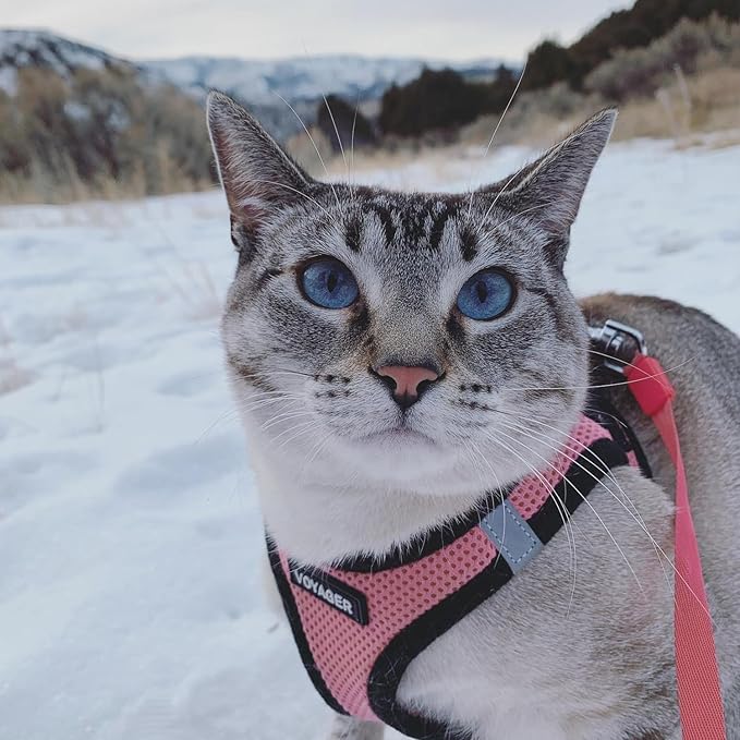 Voyager Step-in Air All Weather Mesh Harness and Reflective Dog 5 ft Leash Combo with Neoprene Handle, for Small, Medium and Large Breed Puppies by Best Pet Supplies - Pink Base,M