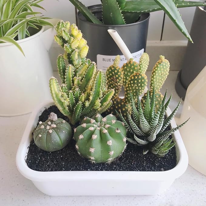 5 lbs Black AquariumSilica Sand. Decorative Aquarium Gravel Substrate for Fish Tank, Plants Potted, Fire Pits, Candle, Vase Filler and Crafts