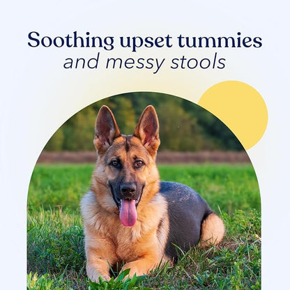 Honest Paws Probiotics for Dogs - Dog Digestion Gut Health Probiotic Powder with Prebiotic Made in The USA, Digestive and Immune Support - Digestive Enzymes with Pumpkin Flavor (30 Sticks)