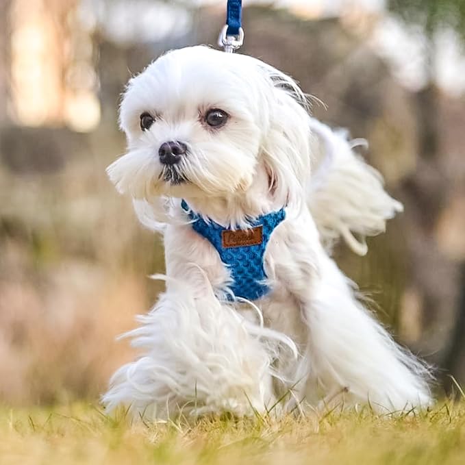 PUPTECK Dog Harness and Leash Set Small Sized, Step-in Cute Puppy Harness, Soft Lightweight Padded Vest, Escape Proof No Pull Pet Harnesses Easy for Walking, Blue, S