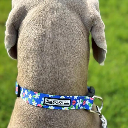 Lucky Love Dog - Easy Click Buckle Dog Collar with Leash Set Combo, Durable & Comfortable for Male & Female Dogs, Pet Collar for Small to Large Dogs, Secure Fit - Lilian Combo, XS