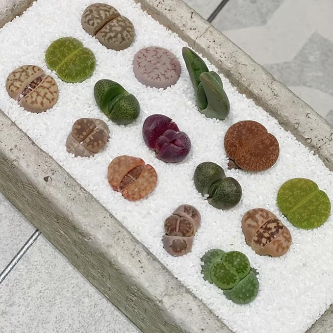 Aquarium Sand, 2lbs White Fish Tank Sand, Aquarium Gravel Substrate for Aquascaping, Vivariums, Terrariums, Plants and Crafts