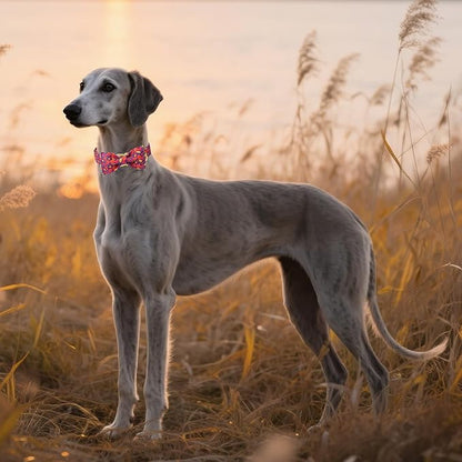Unique style paws Cotton Dog Collar with Bow Autumn Puppy Collar with Colorful Maple Leaf for Small Medium Large Boys Girls Dogs