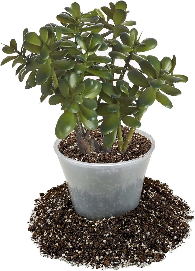 GARDENERA Premium Jade Plant Potting Soil Mix - (1 Quart Bag)