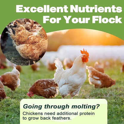 LIWII Dried Mealworms - 5 LBS - 100% Natural Non-GMO High Protein - Bulk Mealworms for Wild Birds, Chickens, Pet Treats & Reptile Food