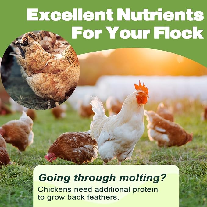 LIWII Dried Mealworms - 22 LBS- 100% Natural Non GMO High Protein - Bulk Mealworms for Wild Birds, Chicken Treats, Hamster, Gecko, Turtle, Lizard Food