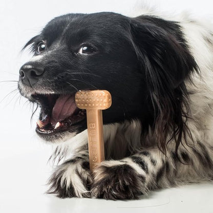 Bullibone Nylon Dog Chew Toy Nylon Bone - Improves Dental Hygiene, Easy to Grip Bottom, and Permeated with Flavor (Beef, Small - Single)