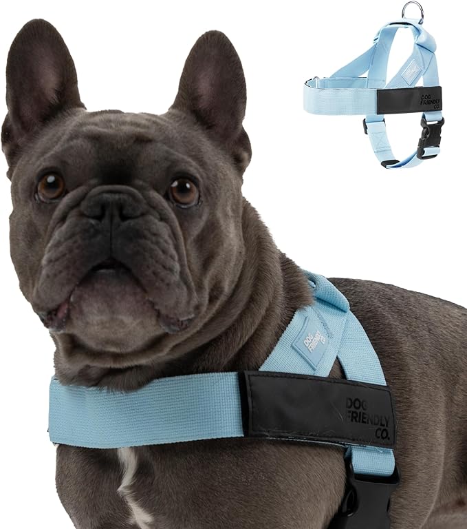 DF Co. Dog Harness | Chafe Resistant Webbing, Adjustable Neck & Chest, and Heavy Duty D-Ring | Sturdy, Comfortable, Easy to Use | Sky Blue, Size XS