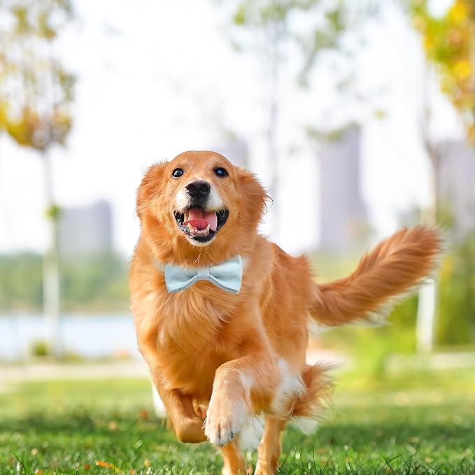 Personalized Velvet Dog Collars with Pet Name Phone Number Engraved, Custom Adjustable Soft Collar with Metal Buckle for Small Medium Large Dogs, Dog Leash and Bow Tie Available -Sky Blue