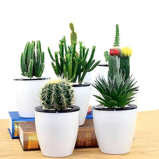 1LB Natural Gravel Pebbles, Cactus and Succulent Plants Pebbles, Small Decorative Polished Stones, White River Rocks for Potted Plants, Vases, Aquariums, Terrarium and Outdoor Gardening