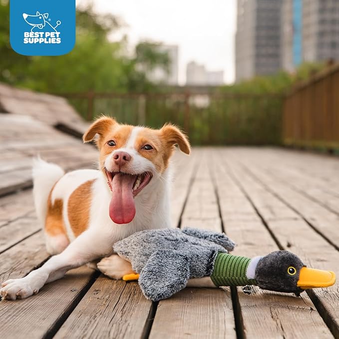 Best Pet Supplies Interactive Squeaky Dog Chew Toy, Ideal Dog Toys for Chewers, Small, Medium & Large Dogs, and Fetch Lovers - Mallard Duck Wing (Gray), Large