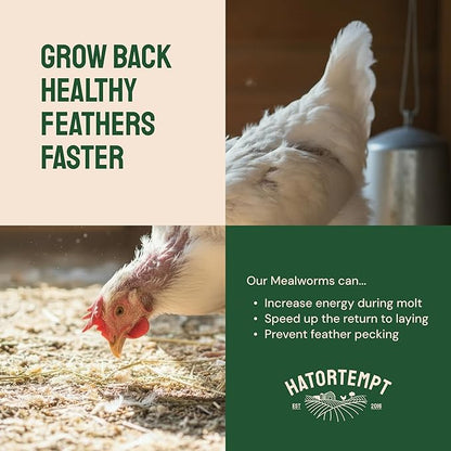 Hatortempt Dried Mealworm Bird Food - 20 lb Bulk Pack - High Protein Poultry & Chicken Feed Supplement - Also Nutritious as Duck Food, Wild Bird Feed & Quail Treats