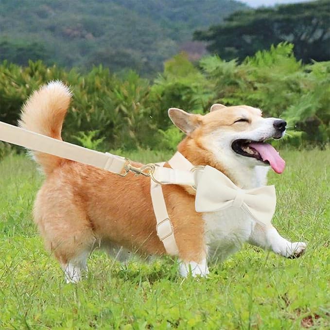 Personalized Velvet Dog Collars with Pet Name Phone Number Engraved, Custom Adjustable Soft Collar with Metal Buckle for Small Medium Large Dogs, Dog Leash and Bow Tie Available -Cream