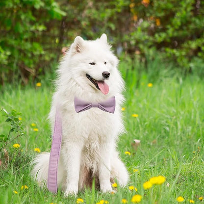 Personalized Velvet Dog Collars with Pet Name Phone Number Engraved, Custom Adjustable Soft Collar with Metal Buckle for Small Medium Large Dogs, Dog Leash and Bow Tie Available -Light Purple
