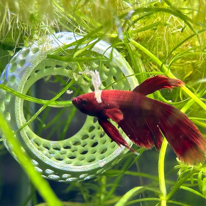 CTWPets Betta Bulb Hide | Betta Rest Fish Tank Ornament | Aquarium Cave with Suction Cup for Small Fish Tank, Betta Habitat, Shrimp Hideout, Aquatic Decor (Minty Dream)