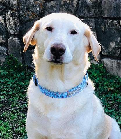 Lucky Love Dog Dog Collar, Leash Set Small, Medium, Large, Premium, Cute and Adjustable Collars for Male and Female Dogs, Winterblue Combo, Extra Small