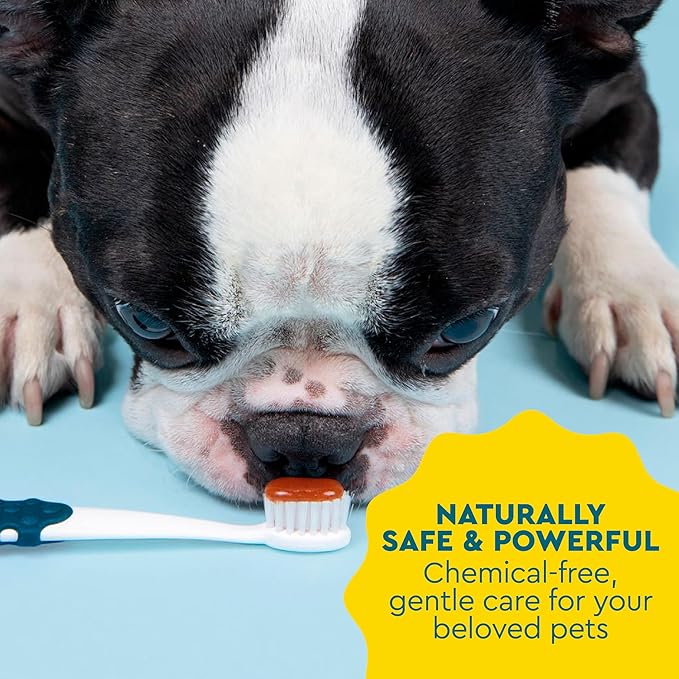 Radius USDA Organic Dental Solutions All Ages Dog Dental Kit 1 Unit, 1 Dog Toothbrush, 1 0.8oz Toothpaste, & 1 Travel Case, Firm Bristle & Non Toxic Toothpaste for Dogs