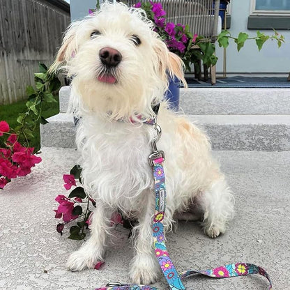 Lucky Love Dog Collar and Leash Combo, Cute Collar and Leash Set for Large Female Dogs, Part of Purchase Donated to Rescue (Large, Caroline, Combo)