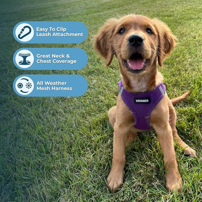 Voyager Step-in Air All Weather Mesh Harness and Reflective Dog 5 ft Leash Combo with Neoprene Handle, for Small, Medium and Large Breed Puppies by Best Pet Supplies - Set (Purple), M