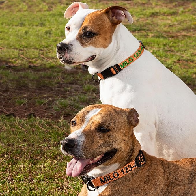 Pawtitas Personalized Large Dog Collar - Embroidered with Name and Phone Number, Adjustable, Customized for Large Breeds and Puppies - Orange